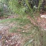 Retama monosperma Leaf