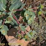 Euphorbia isatidifolia Habitus