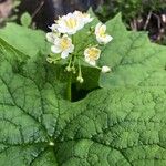 Diphylleia cymosa Λουλούδι