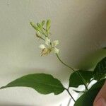 Cleome aculeata 花