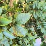 Brunfelsia uniflora برگ