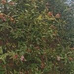 Jasminum beesianum Hábito
