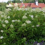 Hydrangea paniculata Облик