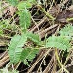 Astragalus mongholicus Leaf