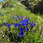 Gentiana vernaHabit