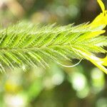 Barleria oenotheroides 花