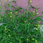 Sisymbrium orientale Folha