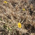 Aspilia mossambicensis Flor