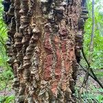 Zanthoxylum caribaeum Bark