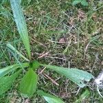 Plantago lanceolataLeaf