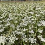 Daucus muricatus Libunga