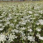 Daucus muricatus Хабит