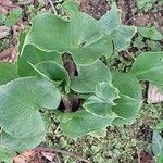 Calla palustris Blatt