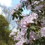 Rhododendron davidsonianum Bloem