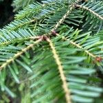 Abies nordmannianaFolha