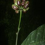 Cymbopetalum brasiliense Fruit