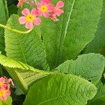 Primula bulleyana Leaf