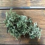 Artemisia arborescens برگ