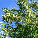 Robinia pseudoacaciaÇiçek