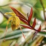 Phragmipedium longifolium Кветка