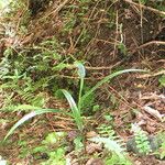 Pterostylis irsoniana