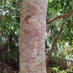 Angophora costata Ŝelo