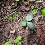 Raphionacme vignei Leaf
