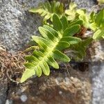 Polypodium vulgare Лист