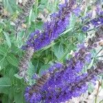 Salvia sylvestris फूल