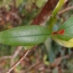 Erythroxylum laurifolium Leaf