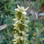 Veratrum album Cvet