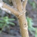 Sideritis canariensis 樹皮
