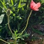 Papaver hybridum Bloem