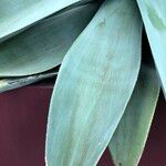 Agave guiengola Hábito
