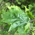 Torminalis glaberrima Leaf