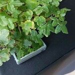 Acer monspessulanum Φύλλο