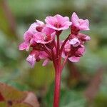 Bergenia crassifolia 花