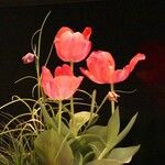 Tulipa gesneriana Plante entière