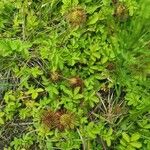 Acaena ovalifolia Leaf