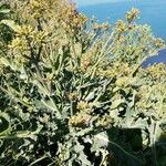 Crambe maritima Blad