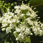 Psydrax odoratus Flower