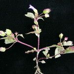 Torenia violacea 形態