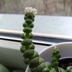 Crassula barklyi Flower