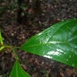 Glycydendron amazonicum ᱥᱟᱠᱟᱢ