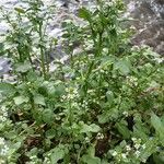 Nasturtium officinale Alkat (teljes növény)