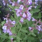 Salvia officinalis 花