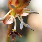 Bulbophyllum schinzianum Flower