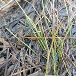 Littorella uniflora Leaf