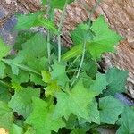 Lactuca muralis Leaf