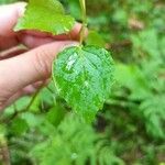 Circaea alpina Blad